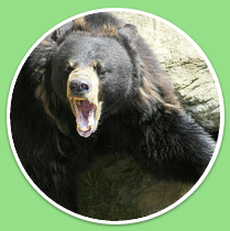 Bear Smart